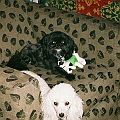 Playful dogs
